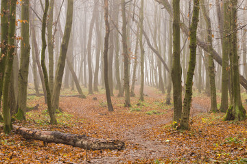 autumn forest