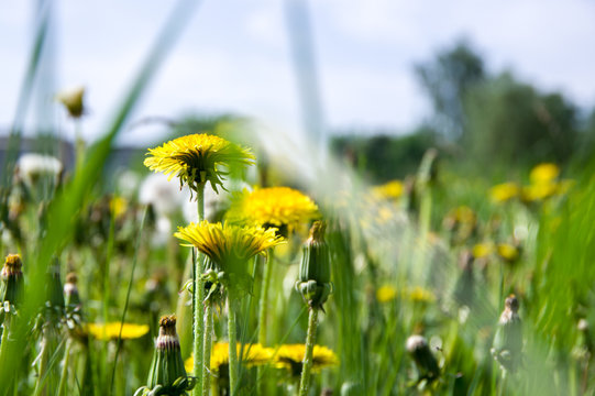 Yellow dandelion field. Summer.
