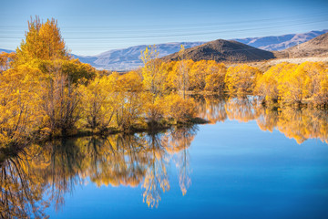 Autumn trees