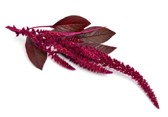 Amaranthus isolated. - obrazy, fototapety, plakaty