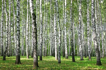 Schilderijen op glas Autumn Birches with sun rays © Elena Kovaleva