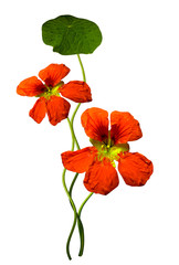 nasturtium flowers isolated on white background