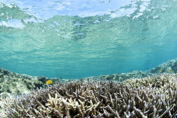 Fototapeta na wymiar 青い海とサンゴ