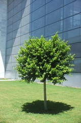 Planted tree in front of  a glass building