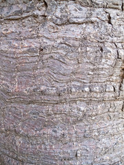 Tree bark Texture