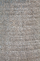 Tree bark Texture