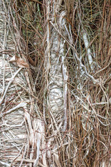Tree bark Texture