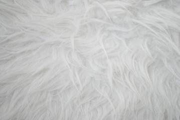 Fototapeta na wymiar white fur