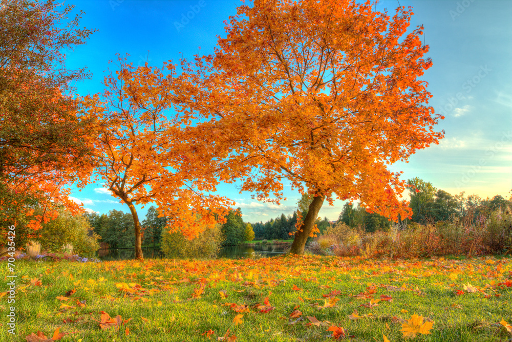 Wall mural Beautiful autumn tree with fallen dry leaves