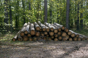 Forestry timber