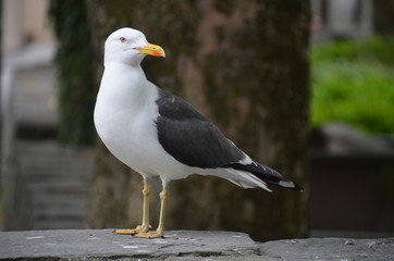 Möwe