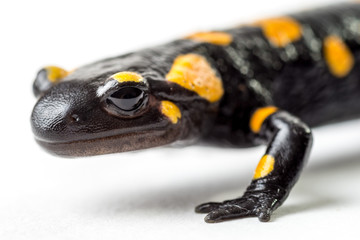 Salamandra pezzata isolata su sfondo bianco