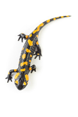 Salamandra pezzata isolata su sfondo bianco