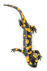 Salamandra pezzata isolata su sfondo bianco