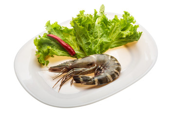 Tiger prawn