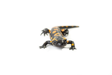 Salamandra pezzata isolata su sfondo bianco