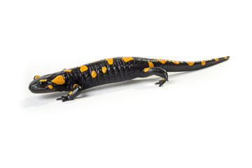Salamandra pezzata isolata su sfondo bianco
