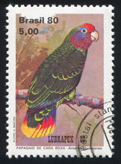 parrot Amazona Braziliensis