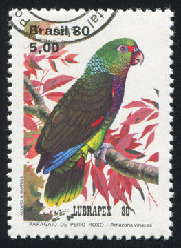 Fototapeta parrot Amazona Vinacea