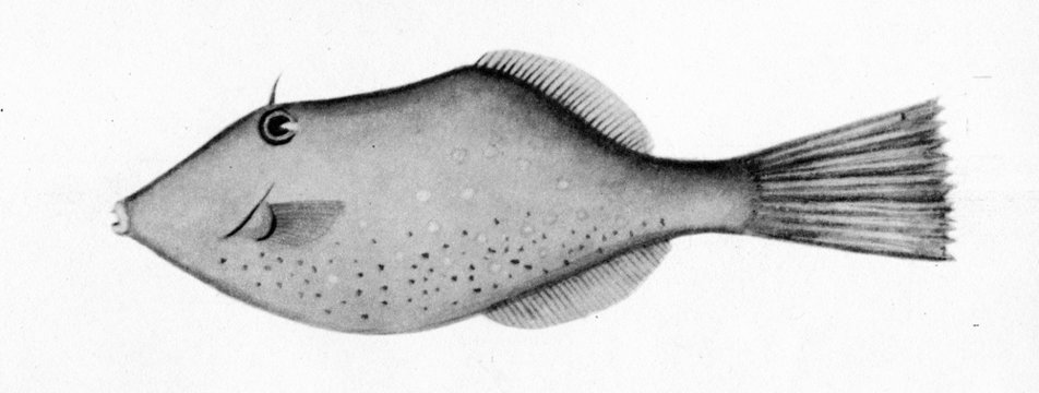 Filefish