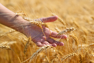 Ripe wheat ears in hand