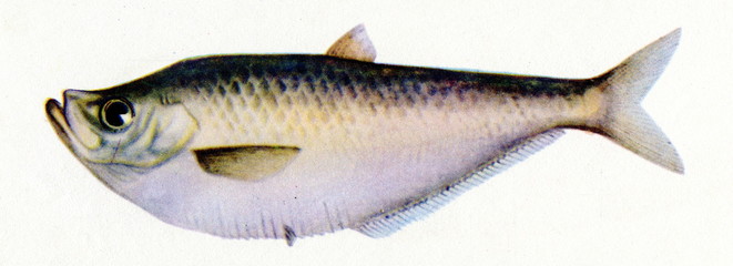 Chinese herring (Ilisha elongata)