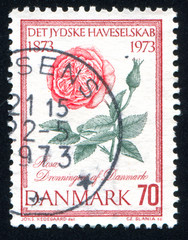 flower Dronningen of Denmark rose