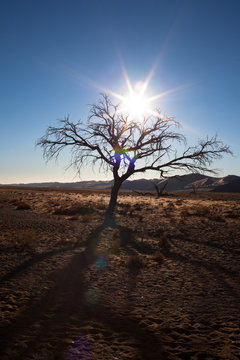 Gioco di luce con albero