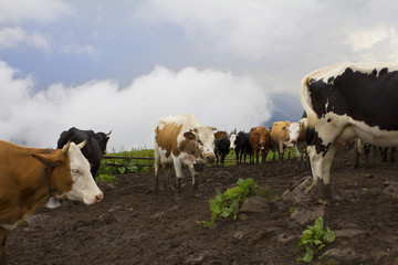 Fototapeta na wymiar Dairy cows in a farm