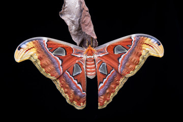 Naklejka premium Atlas Moth isolated on white
