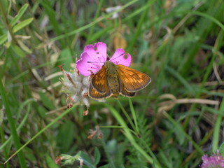 Papillon hespéride orangé