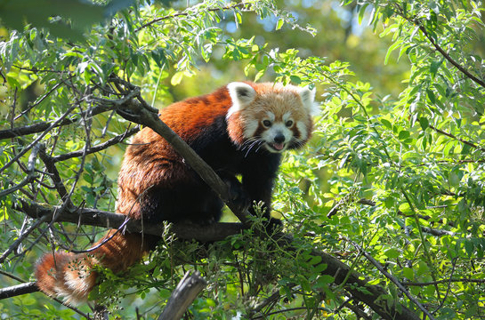Red panda sitting on a tree branch
