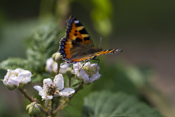 Butterfly on flower