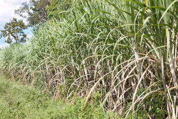 Sugarcane field in blue sky