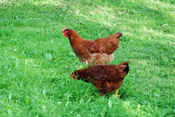 Two chicken in the green grass