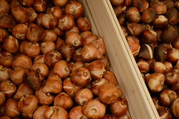 crates of tulip bulbs