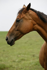 Portrait of  young bay horse