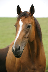 Close-up of youngster racing horse in the field