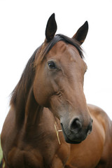 Portrait of nice purebred bay horse