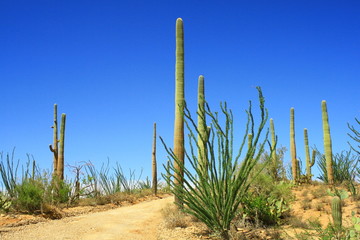 Cactus giganteschi in Arizona