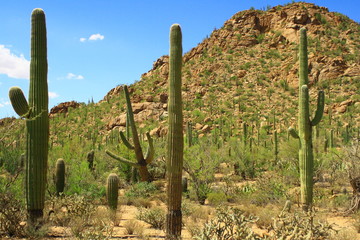 Cactus giganteschi in Arizona