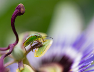 Casside, punaise verte