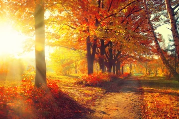Selbstklebende Fototapete Herbst Herbst. Herbstpark. Herbstliche Bäume und Blätter in Sonnenstrahlen
