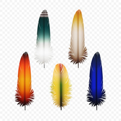 Set of Feathers Isolated