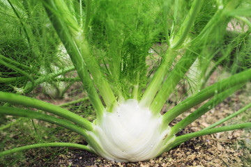 growing fennel in garden