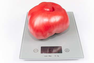 giant tomato