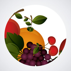 Fruits design