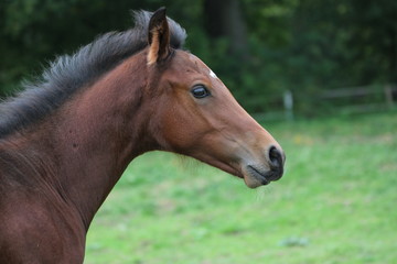 Fototapeta premium Fohlen, Portrait