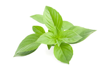 greek basil