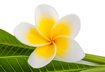 Frangipani